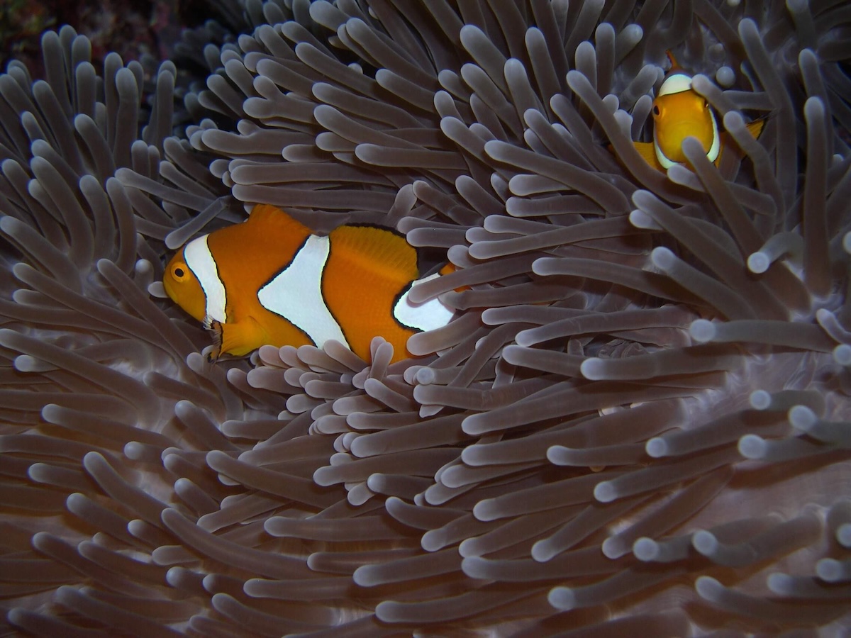 Snorkeling activity near CintaDamai in West Sumbawa