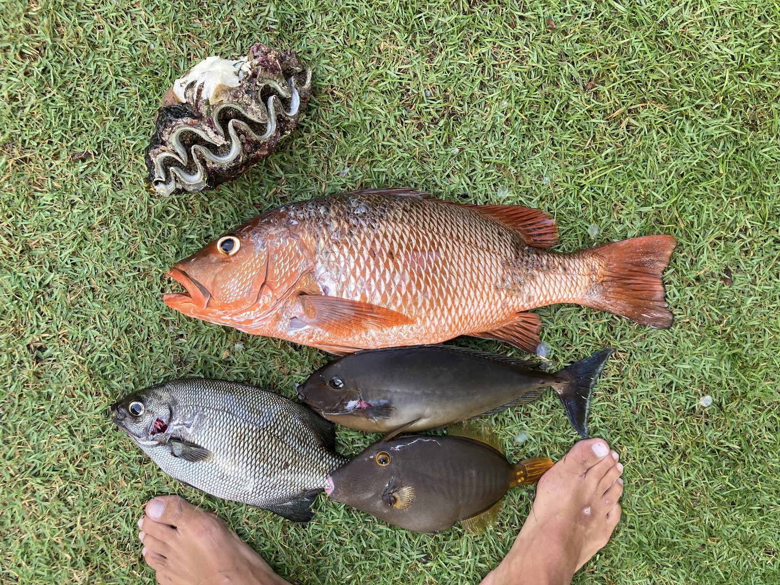 Spearfishing catch near CintaDamai — red snapper, reef fish, giant clam